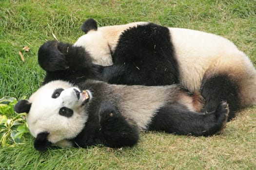 Giant panda bears rolling together (Ailuropoda Melanoleuca), China