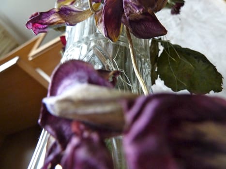 dried purple tulip