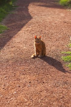 portrait of a street cat outdoor