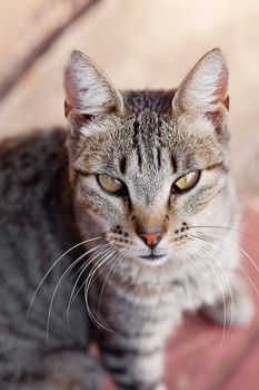 Portrait of a striped cat outdoor