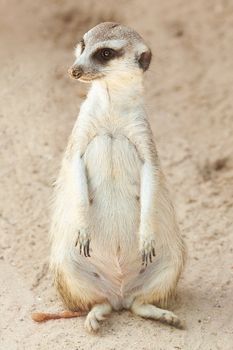 portrait of a beautiful suricata at the zoo