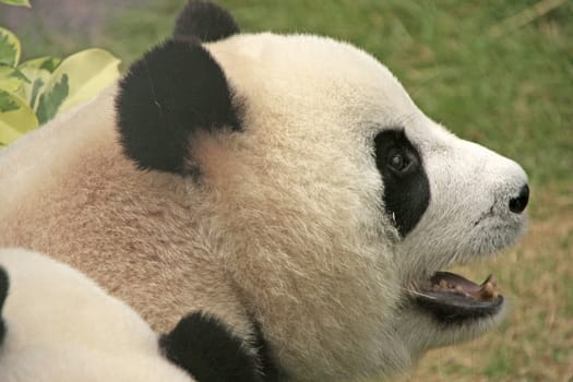 Portrait of giant panda bear (Ailuropoda Melanoleuca), China