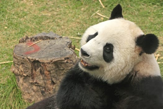 Portrait of giant panda bear (Ailuropoda Melanoleuca), China