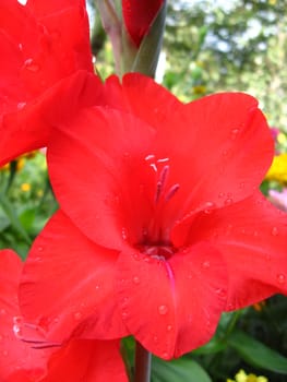 beautiful and bright flower of red gladiolus