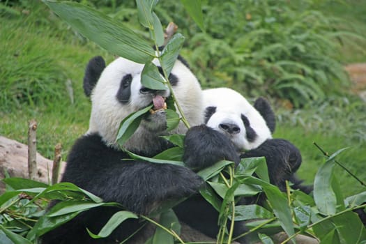 Portrait of giant panda bears (Ailuropoda Melanoleuca) eating bamboo, China