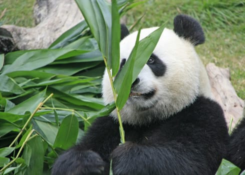 Portrait of giant panda bear (Ailuropoda Melanoleuca) eating bamboo, China