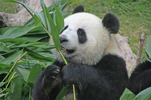 Portrait of giant panda bear (Ailuropoda Melanoleuca) eating bamboo, China