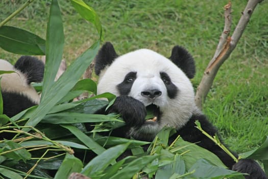 Portrait of giant panda bear (Ailuropoda Melanoleuca) eating bamboo, China