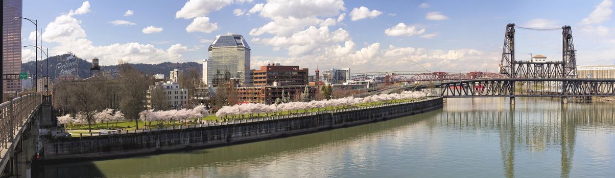 Cherry Blossoms Trees Along Portland Oregon Waterfront Willamette River with Historic Bridges in Spring Season Panorama