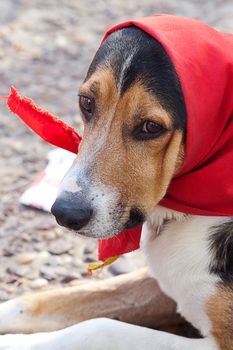 dog in scarf lying on the ground