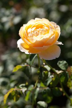 background of beautiful roses in the garden