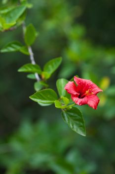 Chinese red rose on a green tree