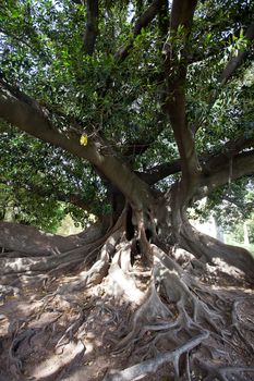 crown of a big green tree