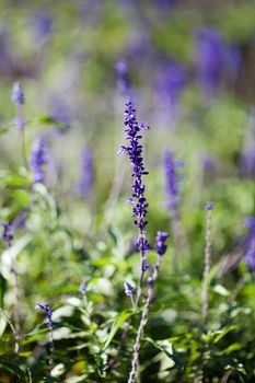 background of the beautiful purple lavender flowers