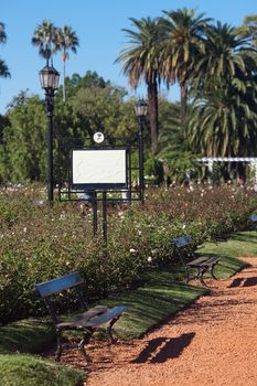 rose garden with benches and palm trees against the blue sky