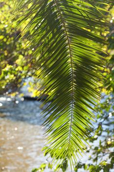 leaf of palm tree in sunlight