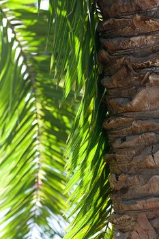 leaf of palm tree in sunlight