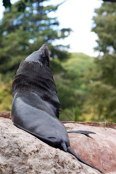 sea lion at the zoo on the rocks