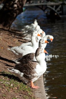 beautiful white geese in nature