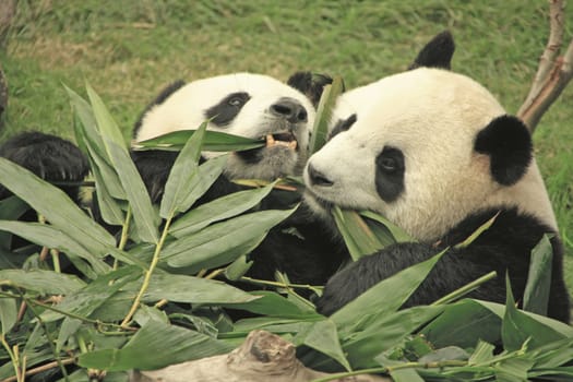 Giant panda bears eating bamboo (Ailuropoda Melanoleuca), China