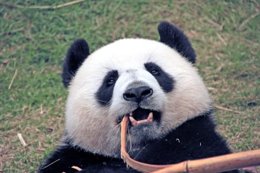 Portrait of giant panda bear (Ailuropoda Melanoleuca) eating bamboo, China