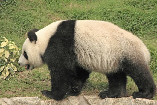 Giant panda bear (Ailuropoda Melanoleuca), China