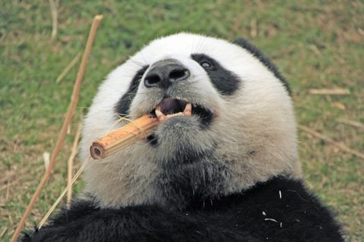 Portrait of giant panda bear (Ailuropoda Melanoleuca) eating bamboo, China