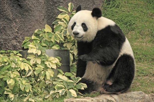 Giant panda bear (Ailuropoda Melanoleuca), China