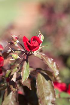 background of beautiful roses in the garden