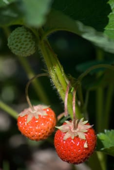 strawberries