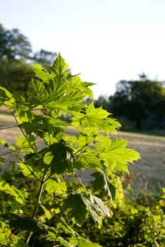 young maple