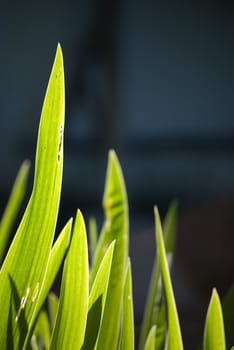 leaves in light