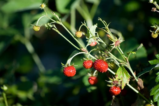 strawberries