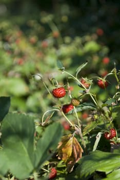 strawberries