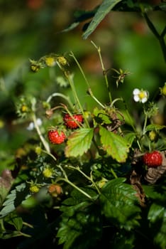 strawberries