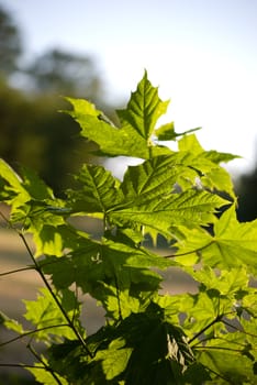 young maple