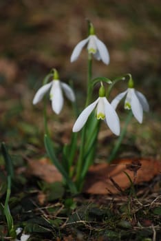 snowdrops
