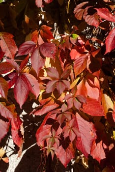 leaves in autumn