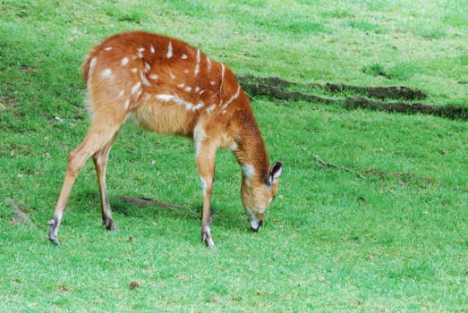 antelope