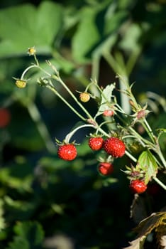 strawberries