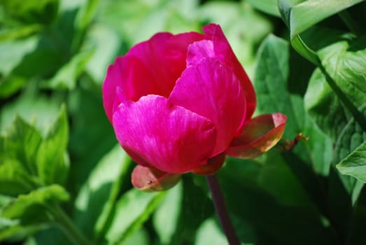 peony
