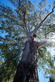 crown of a large eucalyptus tree against the sky