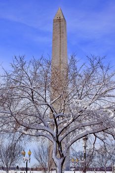 Washington Monument After the Snowstorm Through Snowy Trees Washington DC