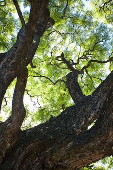 crown of the jakaranda tree in the sunlight 