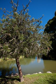 coniferous tree against the blue sky in the park