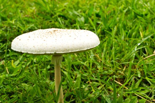 Mushroom on a grass