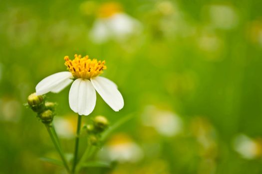 grass flowers