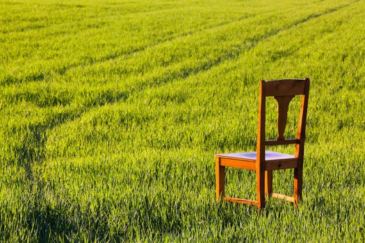 The restless chair on the corn field
