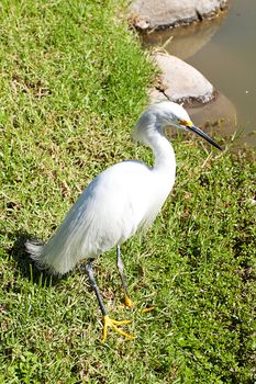 white heron on the grass near the pond