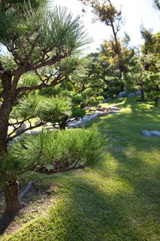 coniferous trees and rocks on a background of blue sky